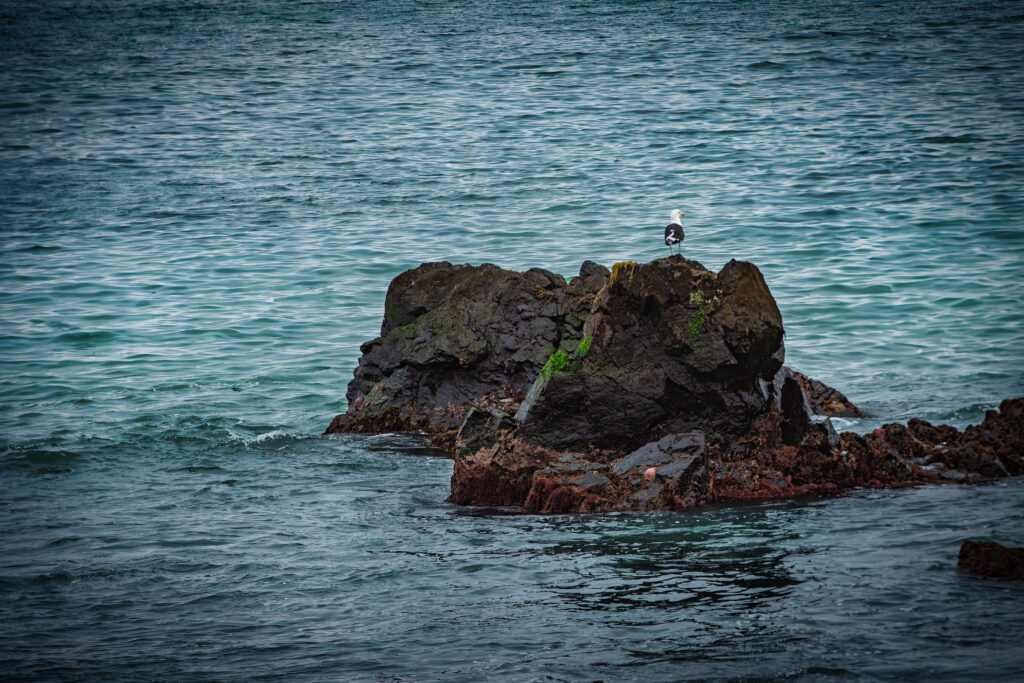 Fauna marina en las rocas de Punta de Choros